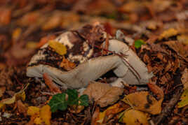 Sous les feuilles