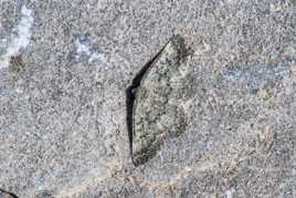 Mimetisme de la nature