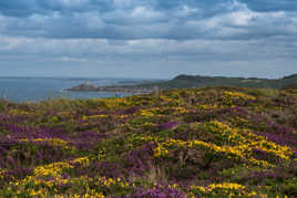 La lande à Fréhel et Fort la latte