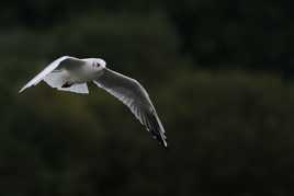 Vol de mouette 2