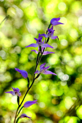 Couleurs de sous bois.