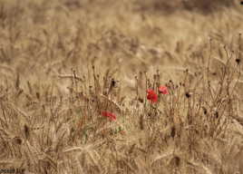 une petite prairie