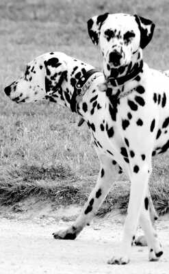 Dalmatiens siamois.
