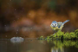 I sign in the rain ♫