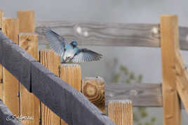 Mountain Bluebird