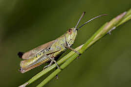 Criquet des pâtures