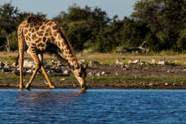 Girafe Etosha