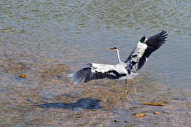 Décollage immédia.