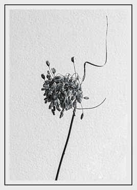 Nature monochrome (25)