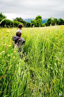 Dans les champs