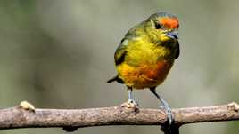 Euphonia