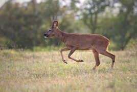 Oh ! ma biche... ma biche