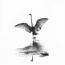 Aigrette