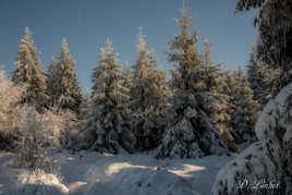 La Fagne sous la neige. 11