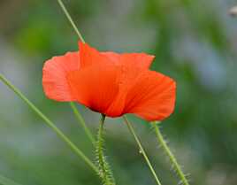 Profil de Coquelicot