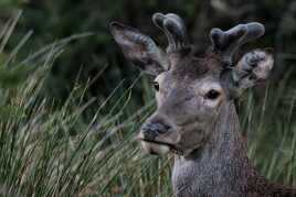 Jeune cerf