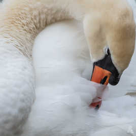 La toilette du Cygne