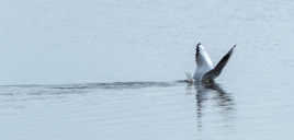 Coucou...c'est ou la poissonnerie