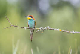 Ne bouge pas la pose est bonne...