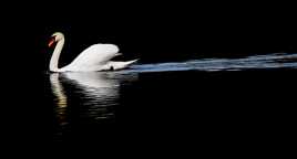 Cygne dans le noir