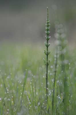 rosée du matin