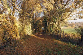 Promenade en Hiver