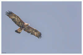 Premier vol pour cet Aigle royal juvénile