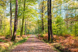 Invitation à la promenade