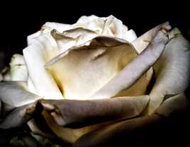 la rose blanche