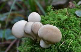 champignons des bois.