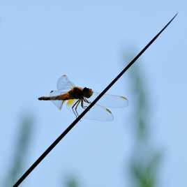 Une libellule qui a du piquant