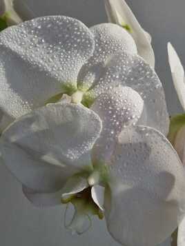 Orchidee Phaleonopsis