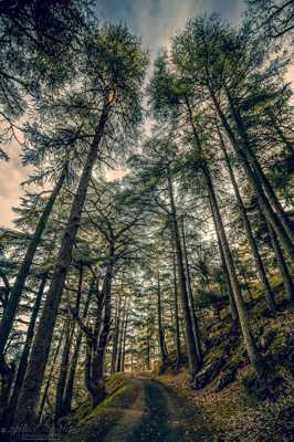 Le parc national elmedad