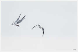 Fight chez les Mouettes rieuse