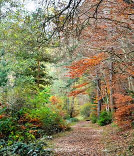 Forêt d'Issarlès