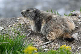 marmotte