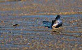 Sur la plage abandonnée