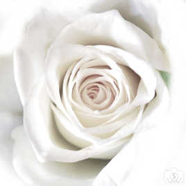 carré de rose blanche