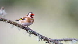 Un joli visiteur hivernal