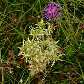 Diagonale végétale