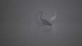 Dans la brume Solognote