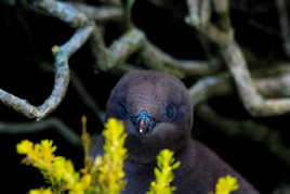 Jeune manchot antipode