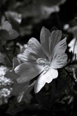 "Éclosion intemporelle"