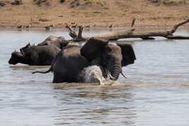 Scène animalière au plan d'eau