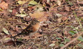 Pinson des arbres, en habit d'automne