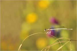 agrion dans son environnement