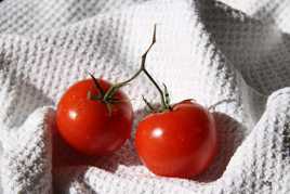 Tomates cerises