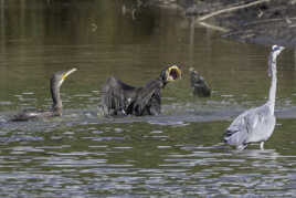 Finalement c'est pas passé.