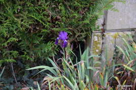 un miracle de Décembre