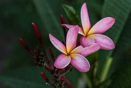 Fleur de Frangipanier